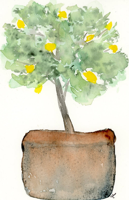 Potted Lemon Tree